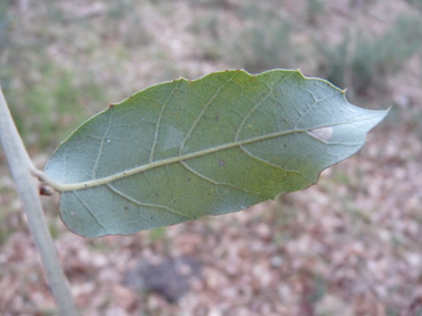 Verso de la feuille blanchâtre. Agrandir dans une nouvelle fenêtre ou onglet)